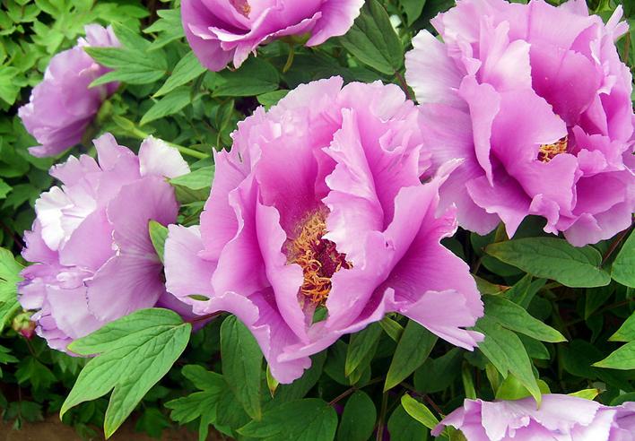 PAEONIA SUFFRUTICOSA seeds   peony Tree pink